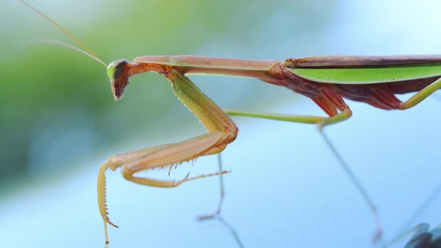 Closeup view of a praying mantis standing and swaying on the blurred blue surface. The insect elongated body, folded forelegs, triangle head with visible antennae. 