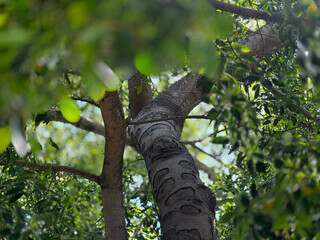 Fototapeta premium Arboles y naturaleza