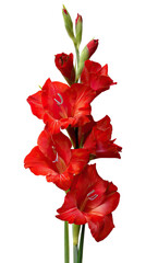 Fototapeta premium Overhead Bouquet View of Red Gladiolus with Multiple Blooms on Transparent Background