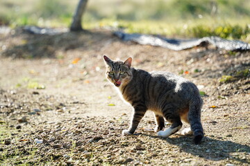 Alert Tabby Cat in Sunny Outdoor Setting