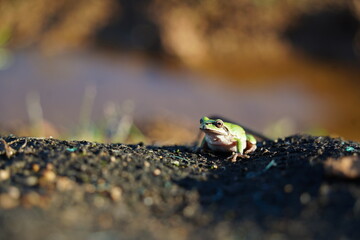 Small Green Frog Resting on Soil