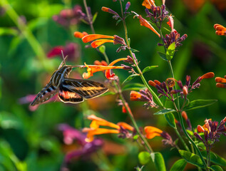 Closeup of a White-lined Sphinx Moth pollinating among Hummingbird Mint flowers in a colorful illuminated garden setting.
