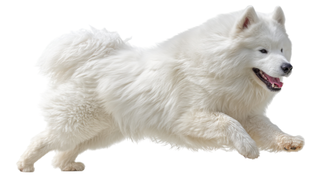 Playful Samoyed Dog in Mid Run Side View with Detailed Fur on Transparent Background