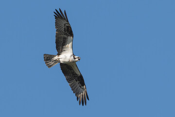Fototapeta premium Osprey caws as it flies against a blue sky.