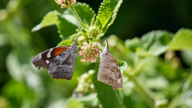 Two American Snout Butterflies (Libytheana carinenta) Resting on Leaf