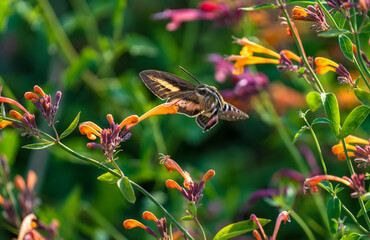 A White-lined Sphinx Moth (Hyles lineata) pollinating a Hummingbird Mint flower stalk (Agastache) in a colorful and backlit garden setting.