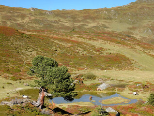Horses in the mountain terrain 
