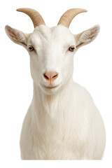 Fototapeta premium A White Goat Portrait High quality Realistic image.