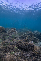 Underwater scene with healthy and vibrant coral reef and small tropical fish and sunlight rays