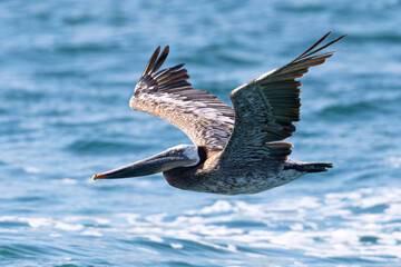 Brown pelican flying in beautiful light,  seen in the wild in North California