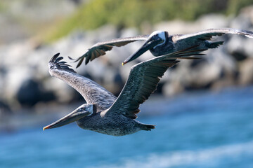 Brown pelican flying in beautiful light,  seen in the wild in North California
