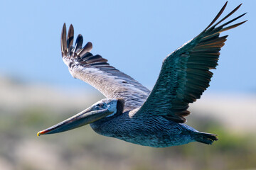 Brown pelican flying in beautiful light,  seen in the wild in North California