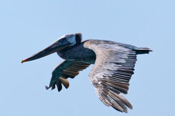 Brown pelican flying in beautiful light,  seen in the wild in North California