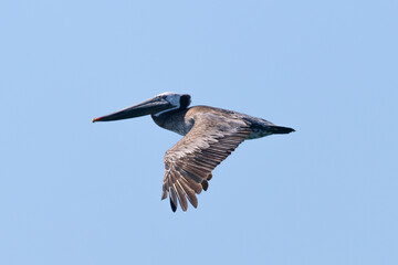 Brown pelican flying in beautiful light,  seen in the wild in North California