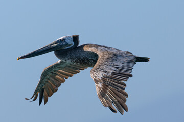 Brown pelican flying in beautiful light,  seen in the wild in North California