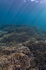 Underwater scene with healthy and vibrant coral reef and small tropical fish and sunlight rays