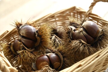 バスケットに入っているイガの付いた栗