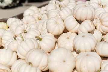 White mini pumpkins close up in soft autumn sunlight