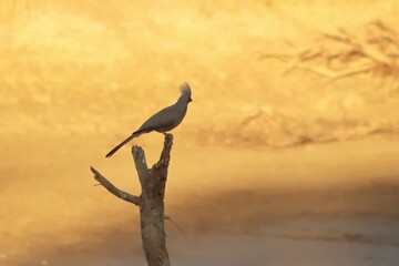 Sentinel at Dusk