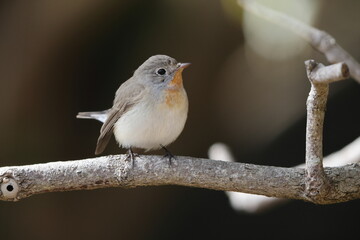 The red-breasted flycatcher (Ficedula parva) is a small passerine bird in the Old World flycatcher family. This photo was taken in Japan.