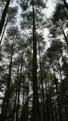 Tall Pine Trees in a Dense Forest