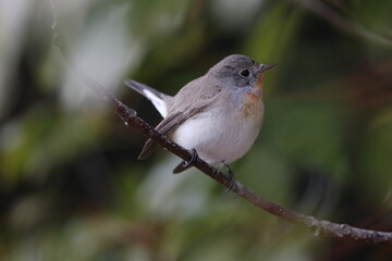 The red-breasted flycatcher (Ficedula parva) is a small passerine bird in the Old World flycatcher family. This photo was taken in Japan.
