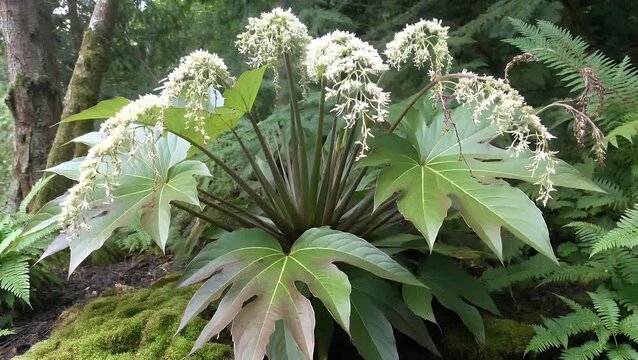 A Shade Garden Plant with Large Palmate Green Leaves Serrated into Lobes and Producing Arching Stems of Small Cream-Colored