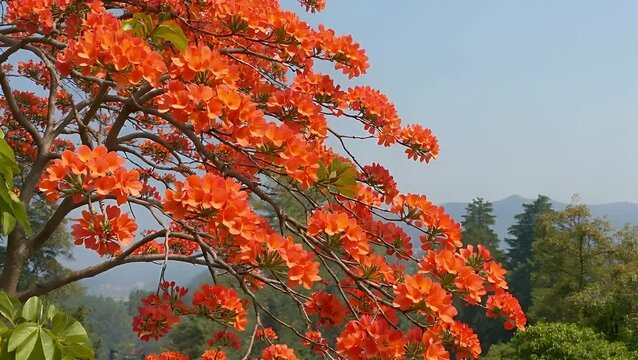Bute Monosperma Flowers a Species Known for Its Uses in Timber Resin Fodder Medicine and Dye Also Called Flame of the