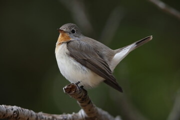The red-breasted flycatcher (Ficedula parva) is a small passerine bird in the Old World flycatcher family. This photo was taken in Japan.