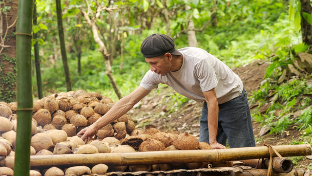 Indonesian copra farmer drying coconut meat or kernel on a bamboo rack in farm or plantation, indonesia, southeast asia