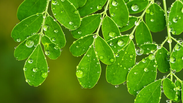 extreme close-up of fresh and green moringa oleifera leaves with dew drops - Powered by Adobe