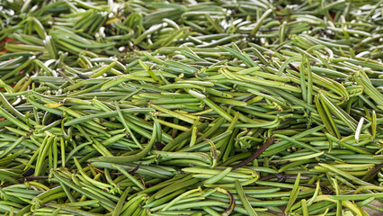 Green vanilla bean harvest, planifolia pods or fruit
