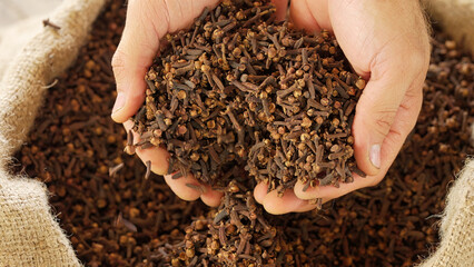 farmer hands with dried clove bud spice, syzygium aromaticum, harvest