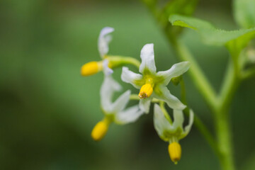 秋の森　イヌホオズキの白い花04
