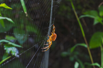 秋の森　水滴が付いたイシサワオニグモ04