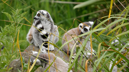 Ring-tailed lemurs, resting on a rock in the sunshine, surrounded by dense vegetation.