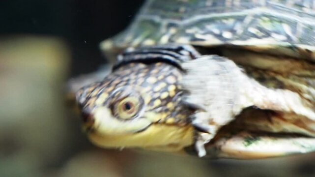 Turtle swimming gracefully underwater close-up, detailed view of head and shell in motion
