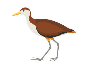 Obraz premium 2D flat vector illustration of a Jacana in icon style, isolated on white background