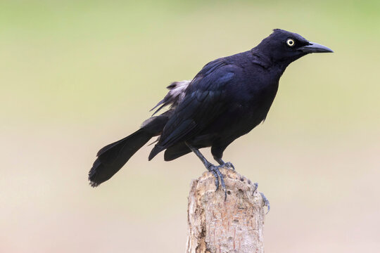 A Carib Grackle (Quiscalus lugubris) perched on a wooden post in a natural setting.