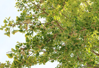 Close up of unripe ginkgo nuts hanging on tree branches background.  Fresh nuts growing on a gingko...