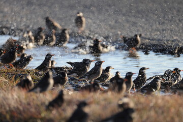 The white-cheeked starling or grey starling (Spodiopsar cineraceus) is a passerine bird of the starling family. This photo was taken in Japan.