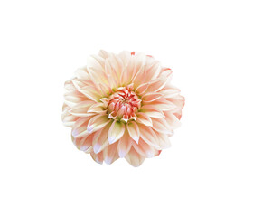 Dahlia pinnata cav flowers blooming closeup isolated on white background , clipping path