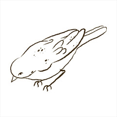 Sketch of a Japanese nightingale pair isolated on a white background. Black and white vector graphics of Uguisu. Vector lineart drawing in ink.