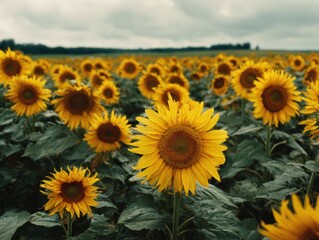 Obraz premium Sunflowers in a vast field