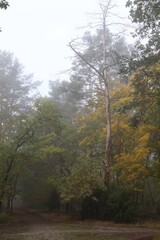 Fototapeta premium Fog Envelops a Serene Forest Path Lined With Tall Trees and Autumn Leaves