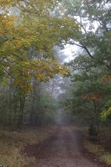 Obraz premium Explore a Misty Forest Path Lined With Vibrant Autumn Foliage in Tranquil Surroundings