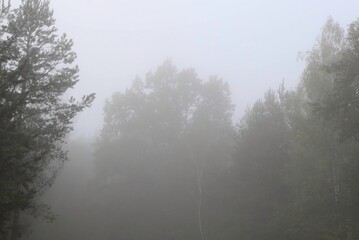 Mystical Fog Envelops Tall Trees in a Quiet Forest During Early Morning Hours