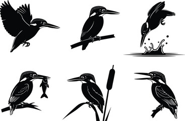 Kingfisher bird silhouette vector set, flying, perched, hunting, diving, catching fish, nature wildlife illustration, black and white graphic art