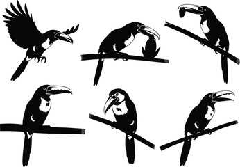 Toucan silhouette vector illustration, tropical bird perched on branch, exotic wildlife design, black and white animal art for nature-themed content