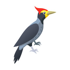 Woodpecker, cartoon vector illustration, flat 2D isometric style, white background.